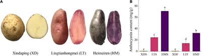 Genome-Wide Identification and Analysis of the NF-Y Gene Family in Potato (Solanum tuberosum L.)